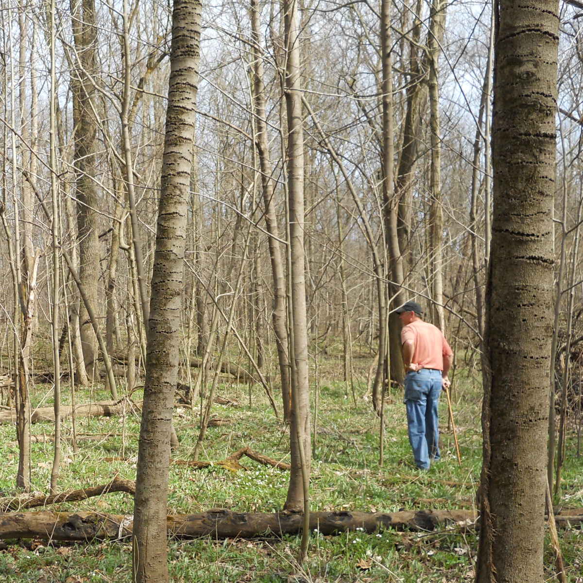 Illinois forester assessing and inventorying forest