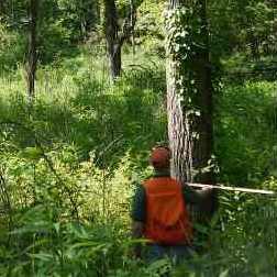 Illinois Consulting Forester conducting timber inventory and appraisal