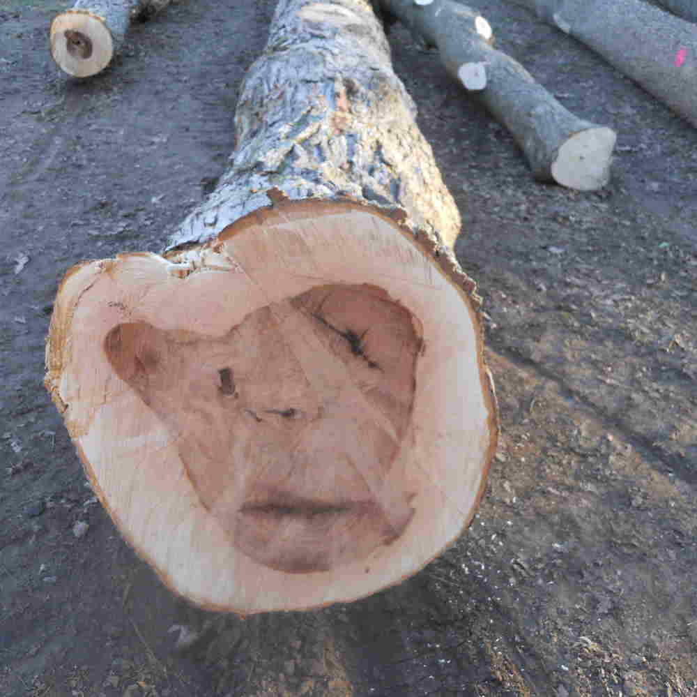 Generate income with Illinois timber harvested Illinois logs on log landing