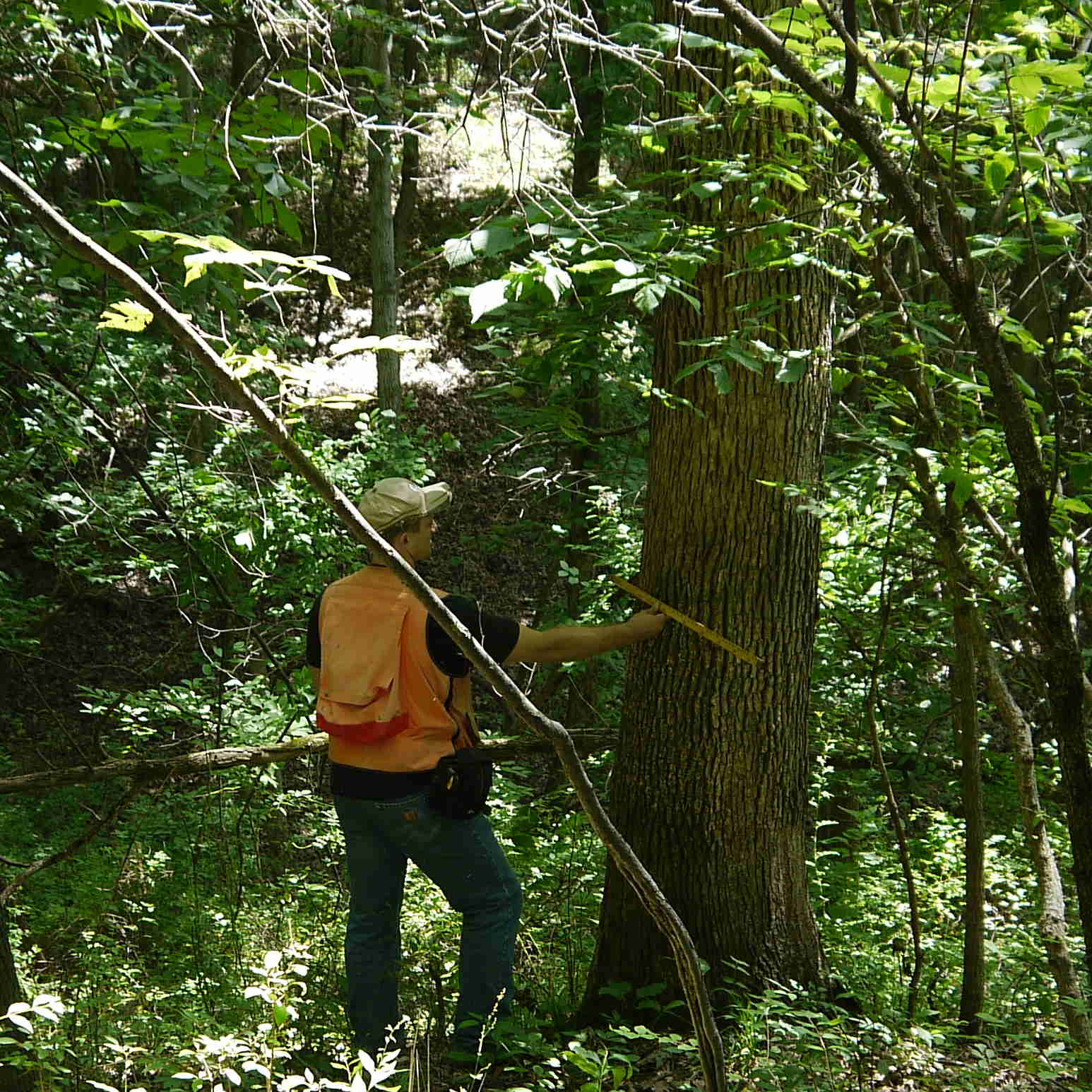 Illinois forester measuring tree