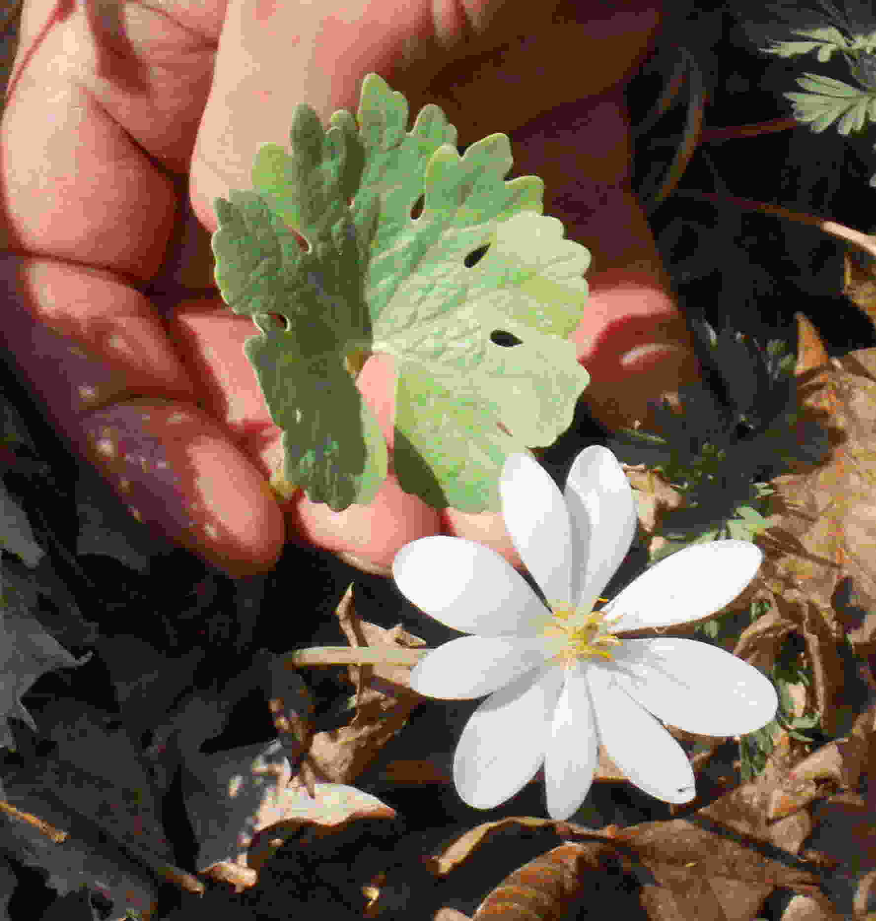 Good forestry, protecting forest health and quality spring wildflower from a high-quality forest